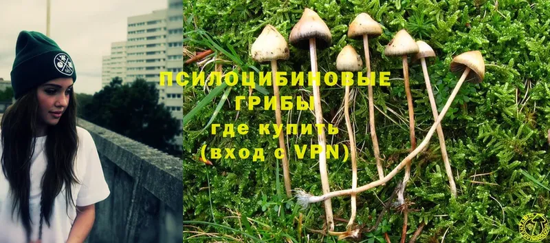 Галлюциногенные грибы Psilocybe  наркошоп  Серафимович 